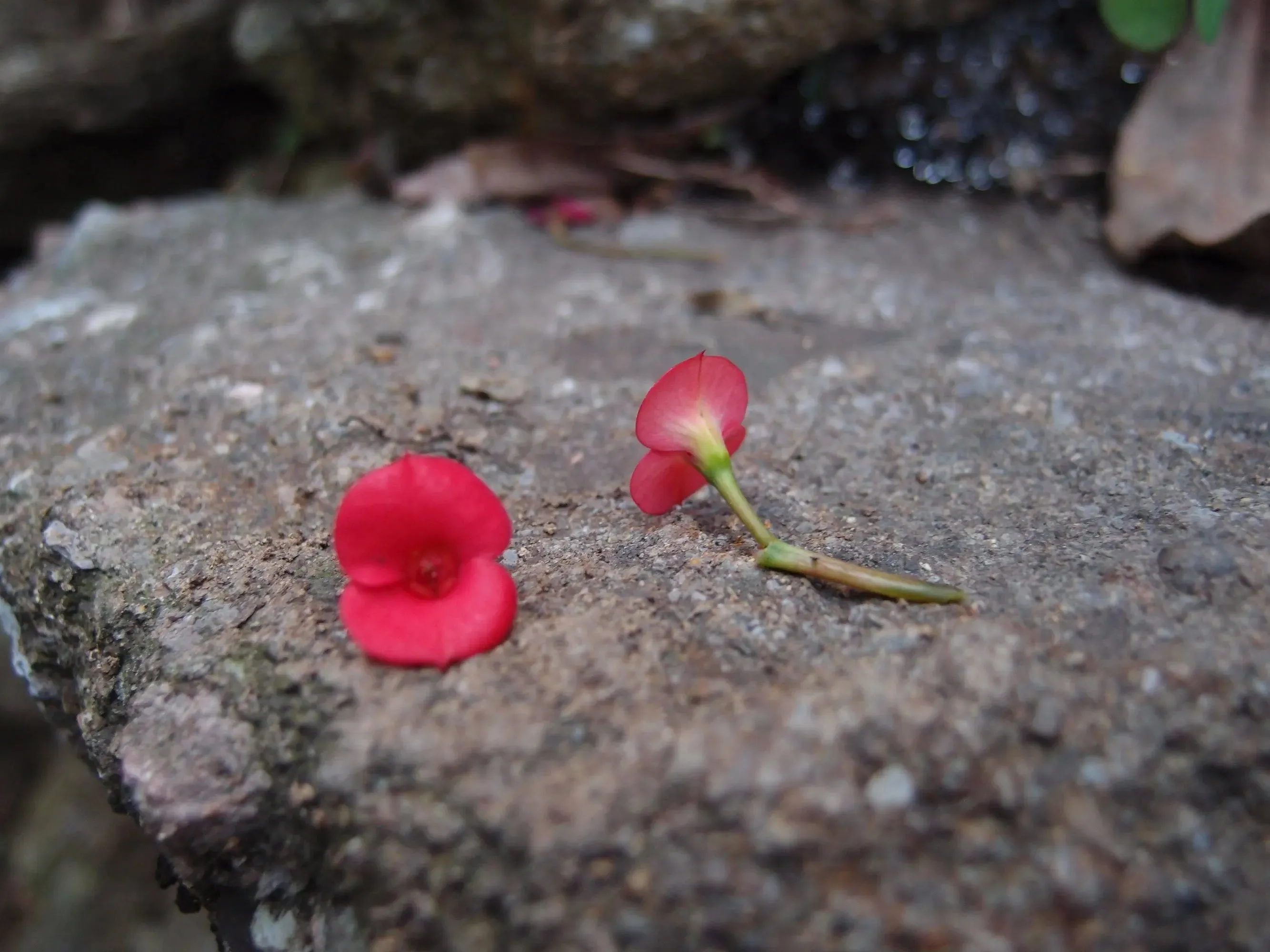 Silver Drop Earrings - Poppy & Rose Bohemia Collection - Heart